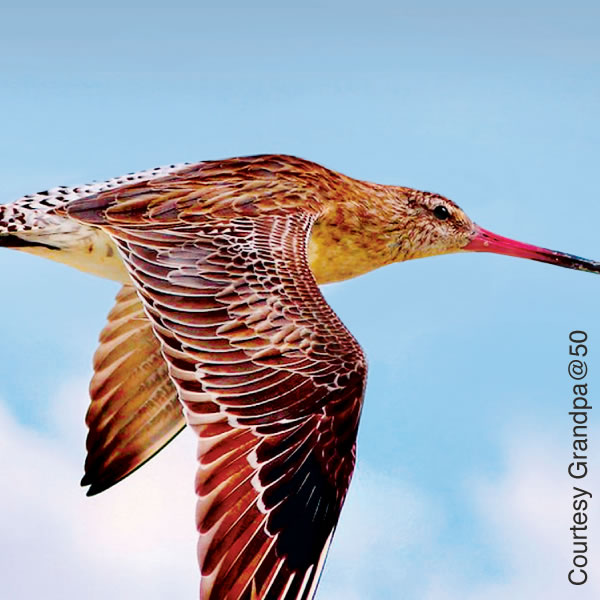 [Iliustracija 16 puslapyje]