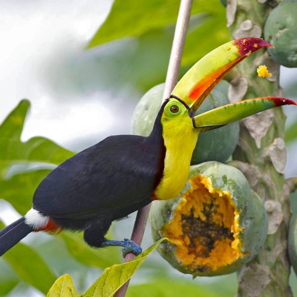 [Iliustracija 9 puslapyje]