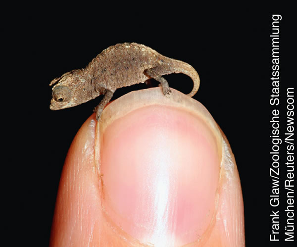 [Iliustracija 3 puslapyje]