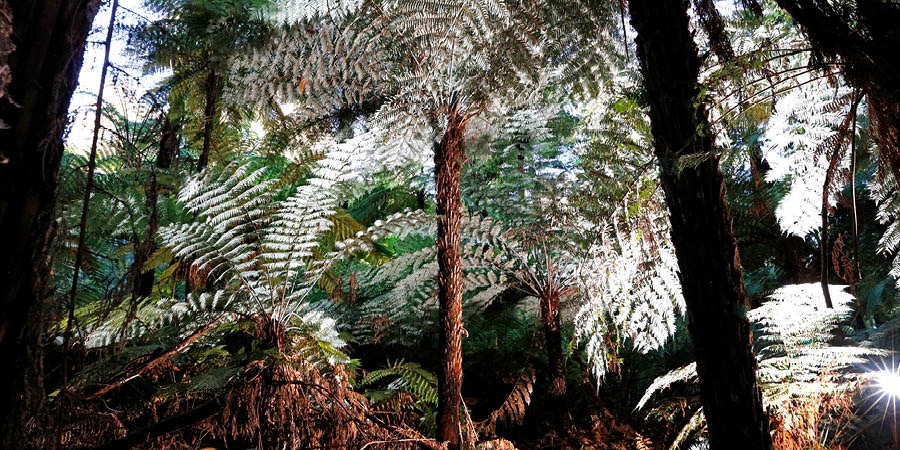 Taurėpapartis Cyathea dealbata