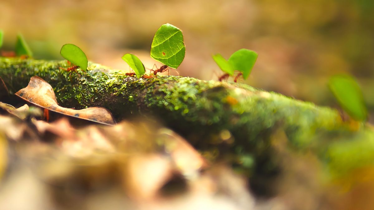 Tuishi tuambule mabeji a mitshi.