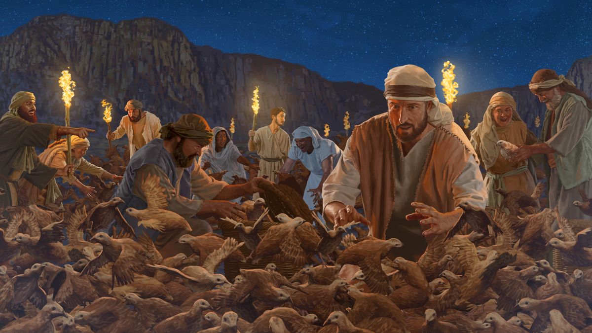 Bena Isalele butuku mu tshipela, basangisha nyunyi ya bungi ya tulumbu.