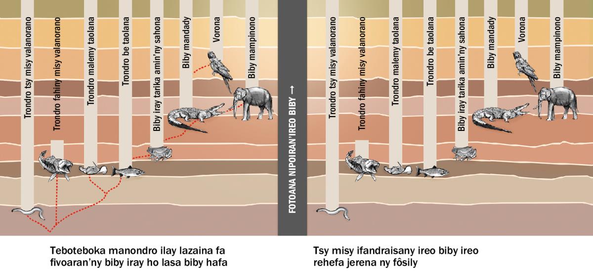 Tabilao manondro ilay lazaina fa fivoaran’ny biby iray ho lasa biby hafa