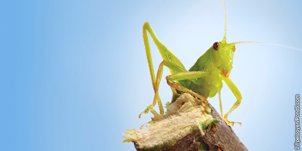 [Слика на страница 16]