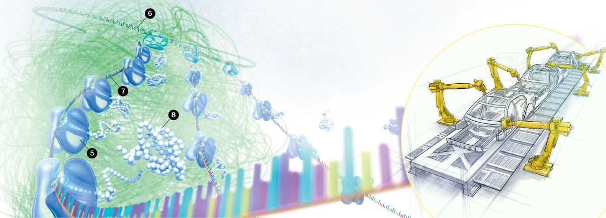 ഒരു കോശത്തെ ഒരു ഫാക്ടറിയായി ചിത്രീകരിച്ചിരിക്കുന്നു