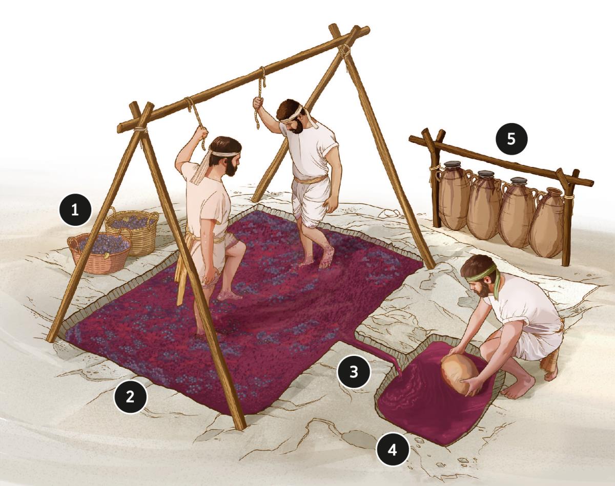 മുന്തി​രി​ച്ചക്ക്‌