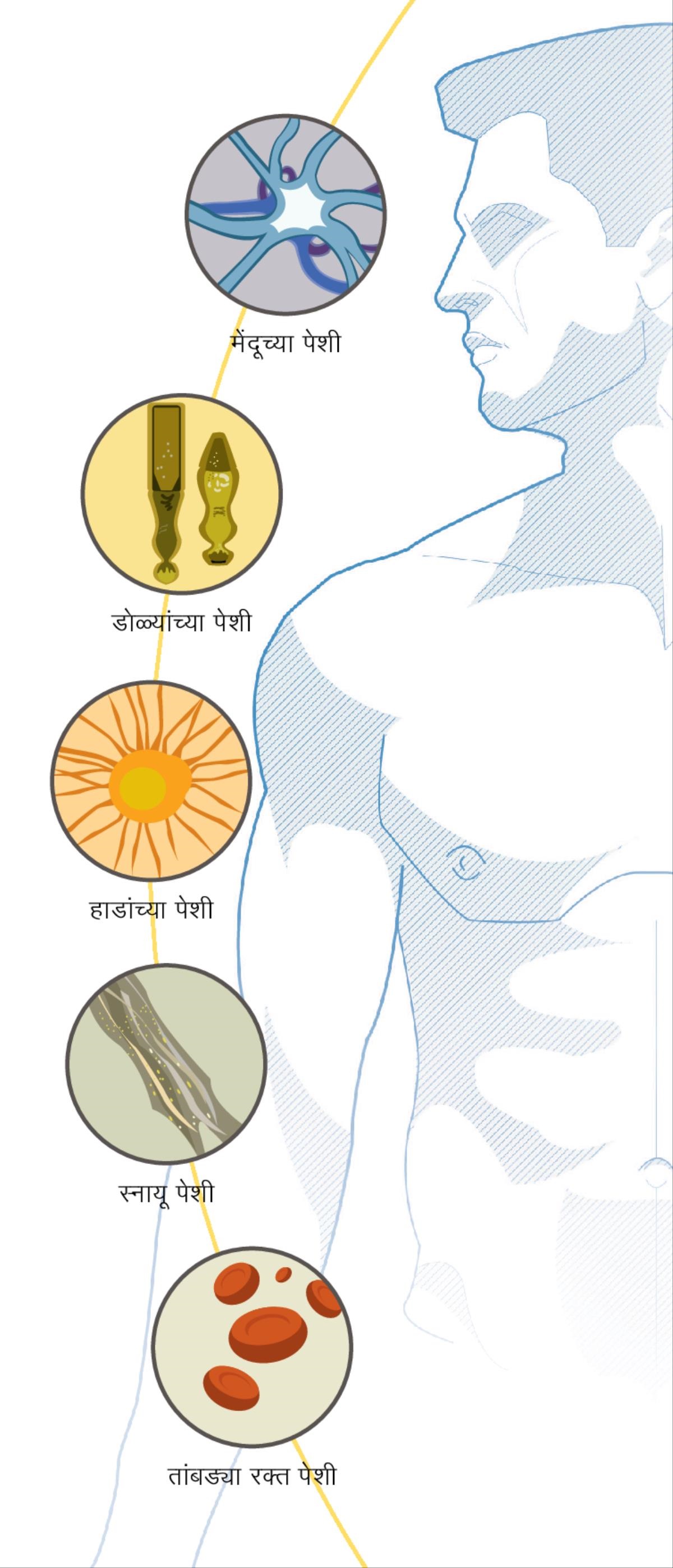 मेंदूची पेशी, डोळ्यांची पेशी, हाडांची पेशी, स्नायू पेशी, आणि तांबड्या रक्‍त पेशी