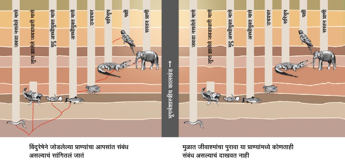 वेगवेगळ्या प्राण्यांमध्ये शास्त्रज्ञांच्या मते असलेला संबंध दाखवणारा ग्राफ