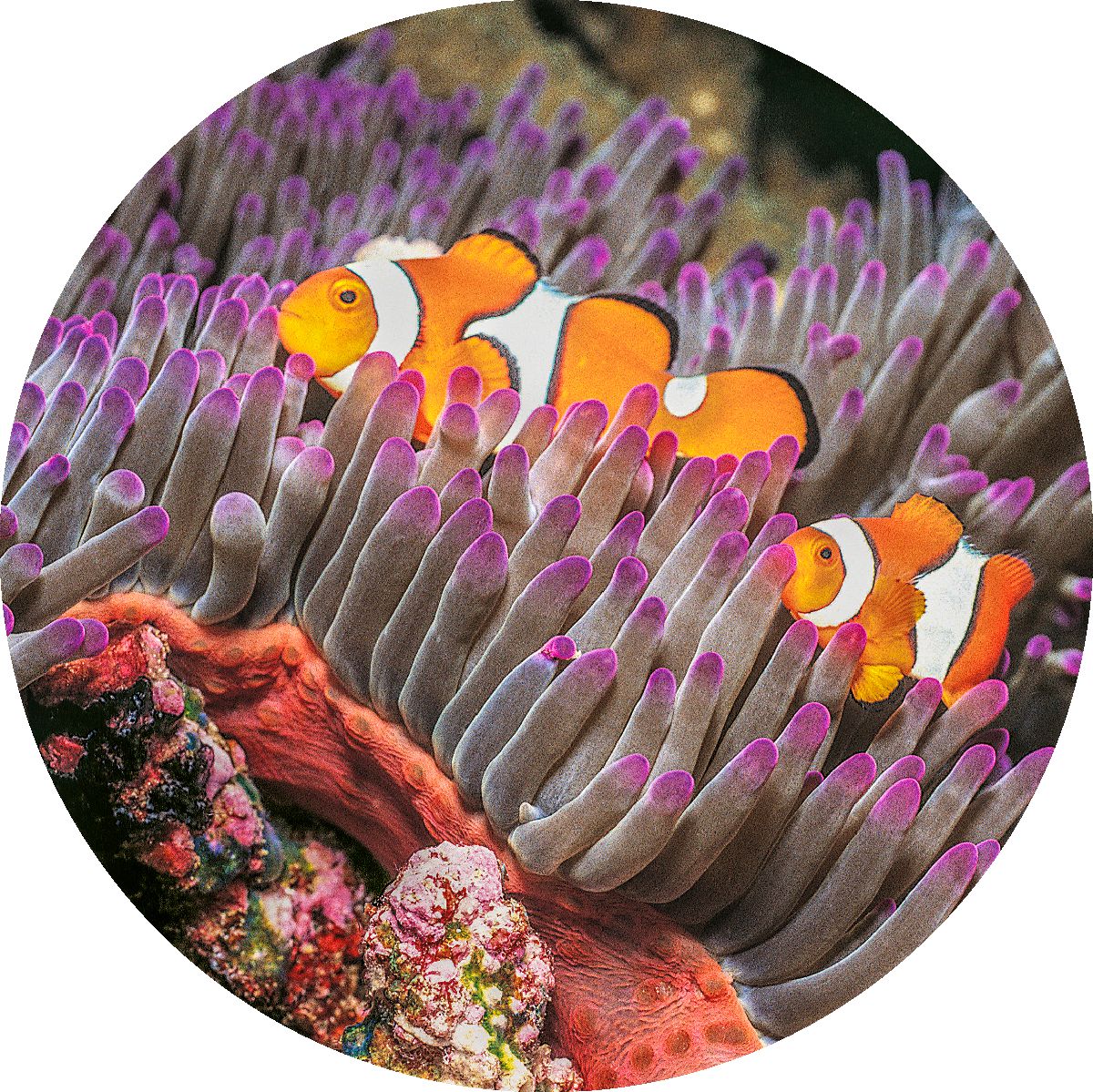 OI-clown fish elithanga