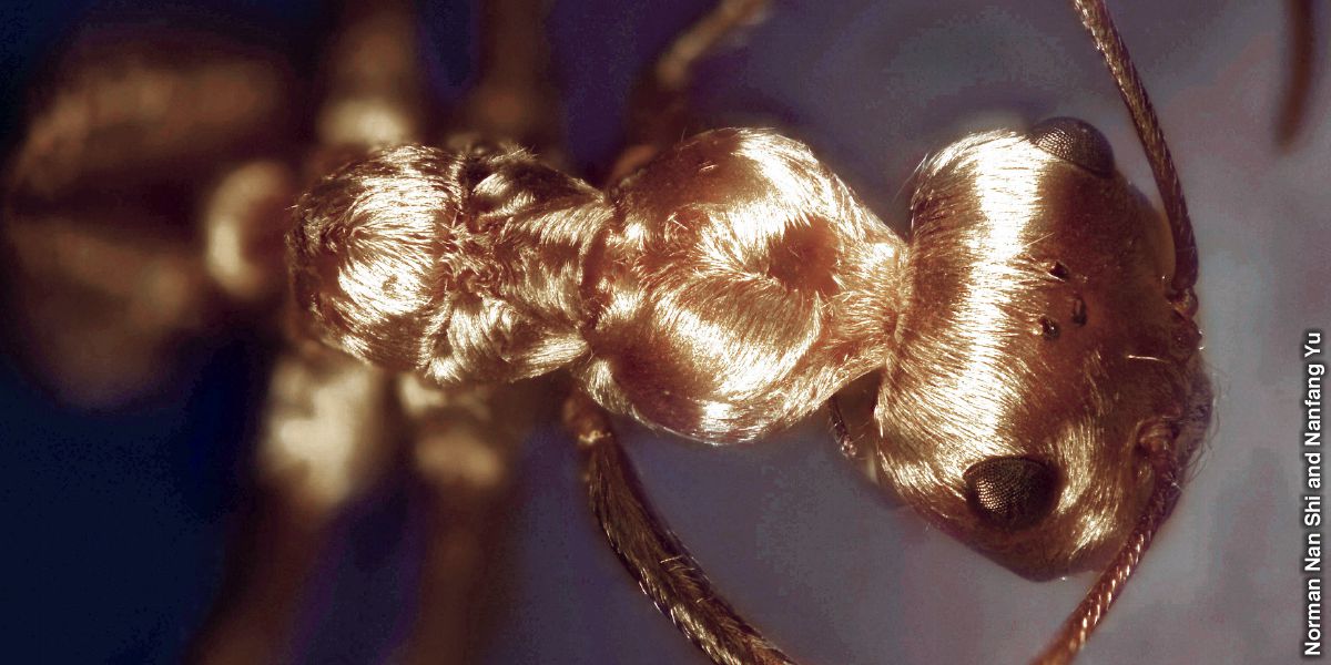 I-Saharan silver ant