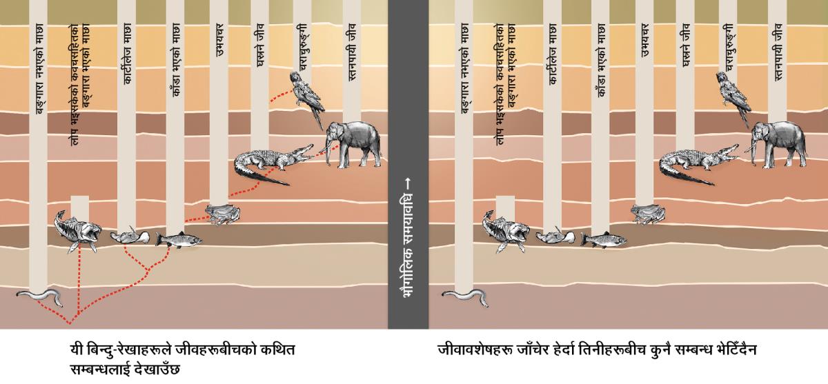 फरक-फरक किसिमको जनावरहरूबीच कथित सम्बन्ध देखाउने ग्राफ