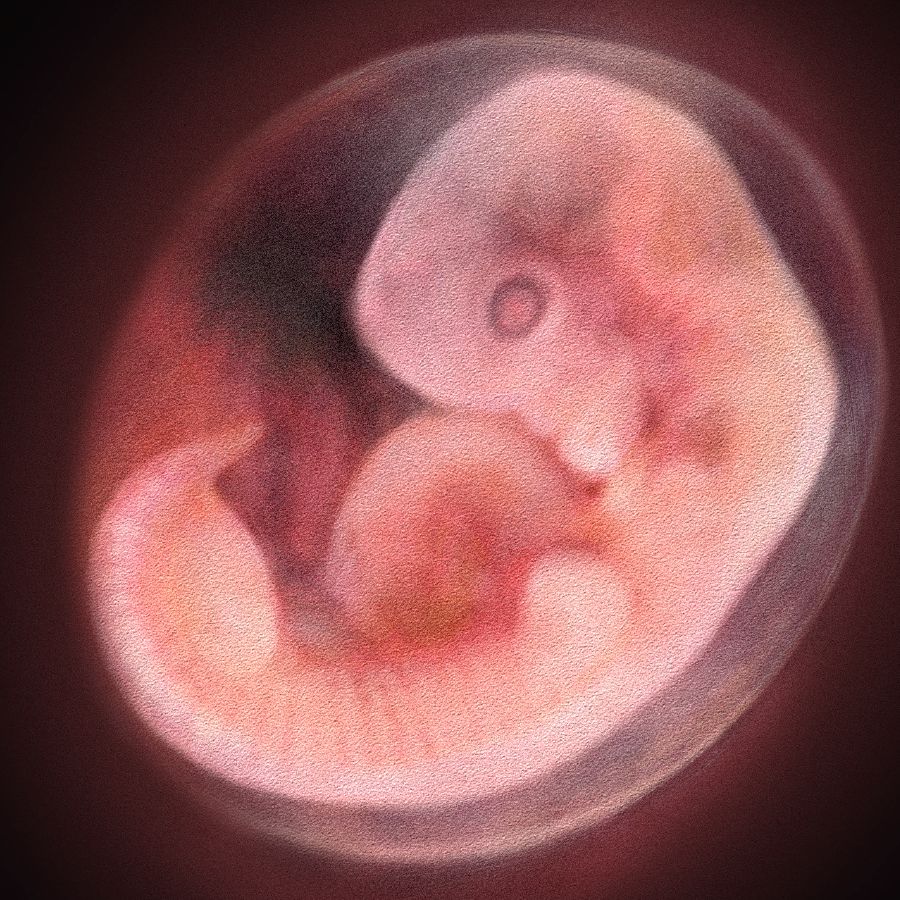 Een embryo