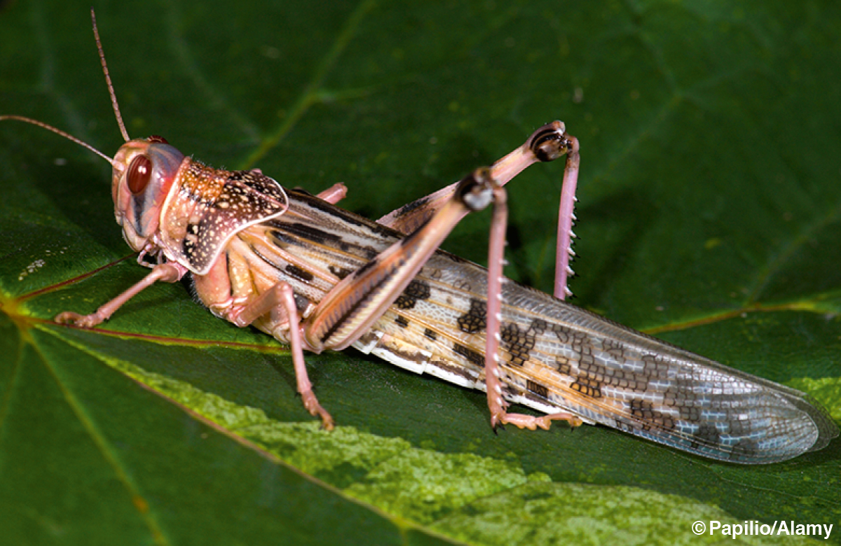 [Illustratie op blz. 923]