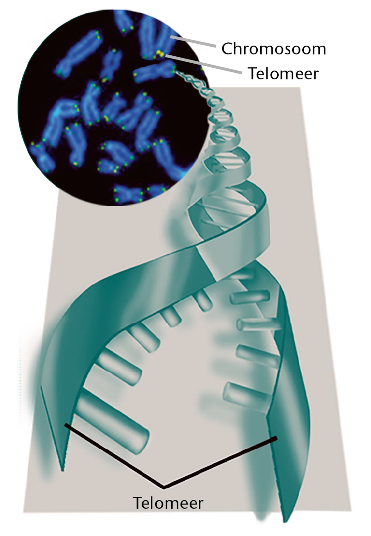 Telomeren en chromosomen