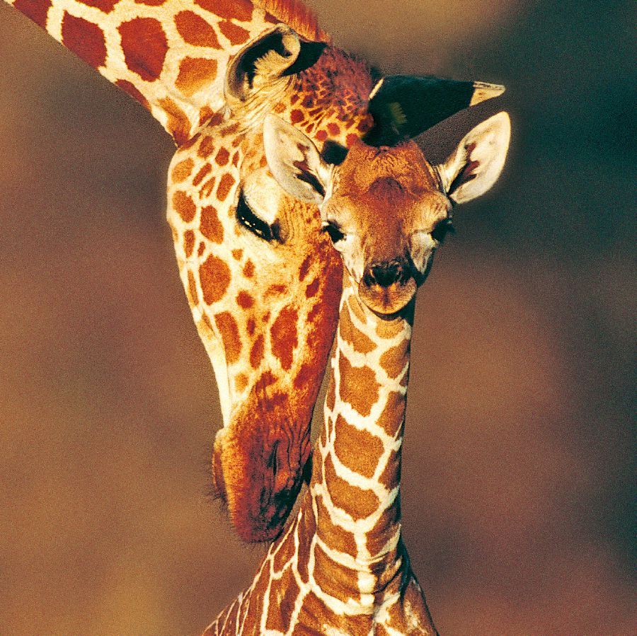 Een giraffe met haar jong