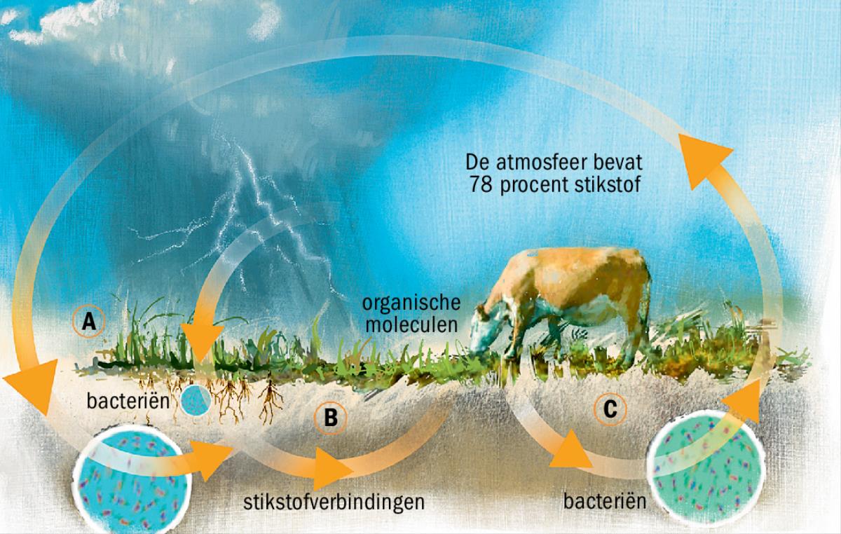 De stikstofkringloop