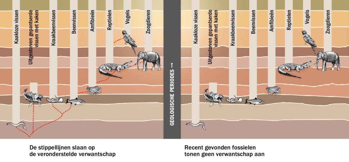 Een grafiek met de veronderstelde verwantschap tussen verschillende diersoorten
