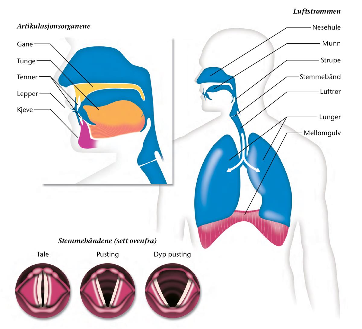Illustrasjoner på side 183