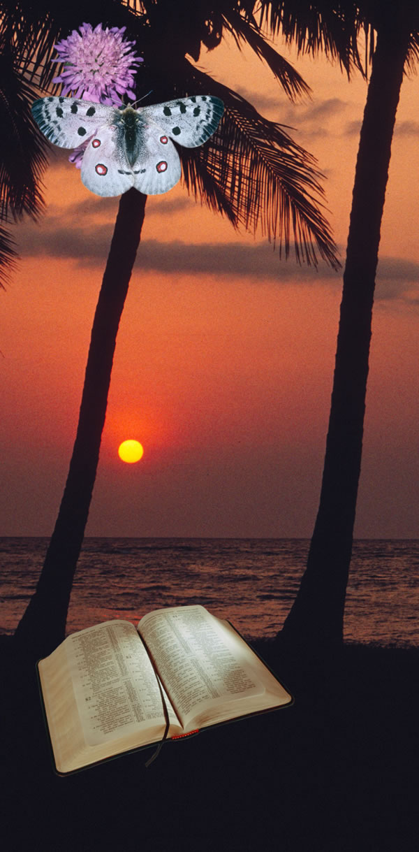 Bildeserie: Noen måter Jehova åpenbarer seg på. 1. En blomst og en sommerfugl. 2. Solnedgang på en tropisk strand. 3. En oppslått bibel.