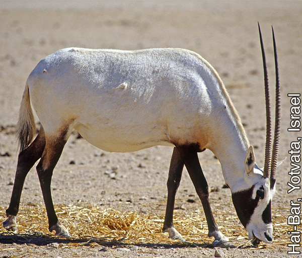 Arabiaoryx