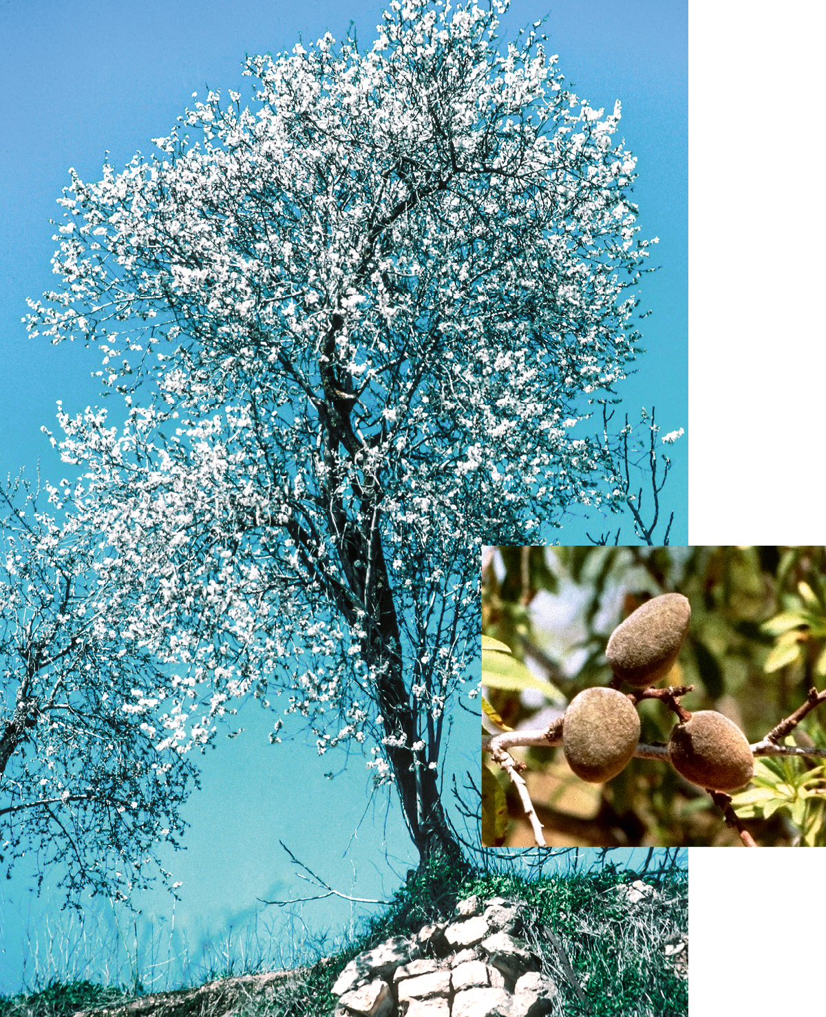 [Bilder på side 544]