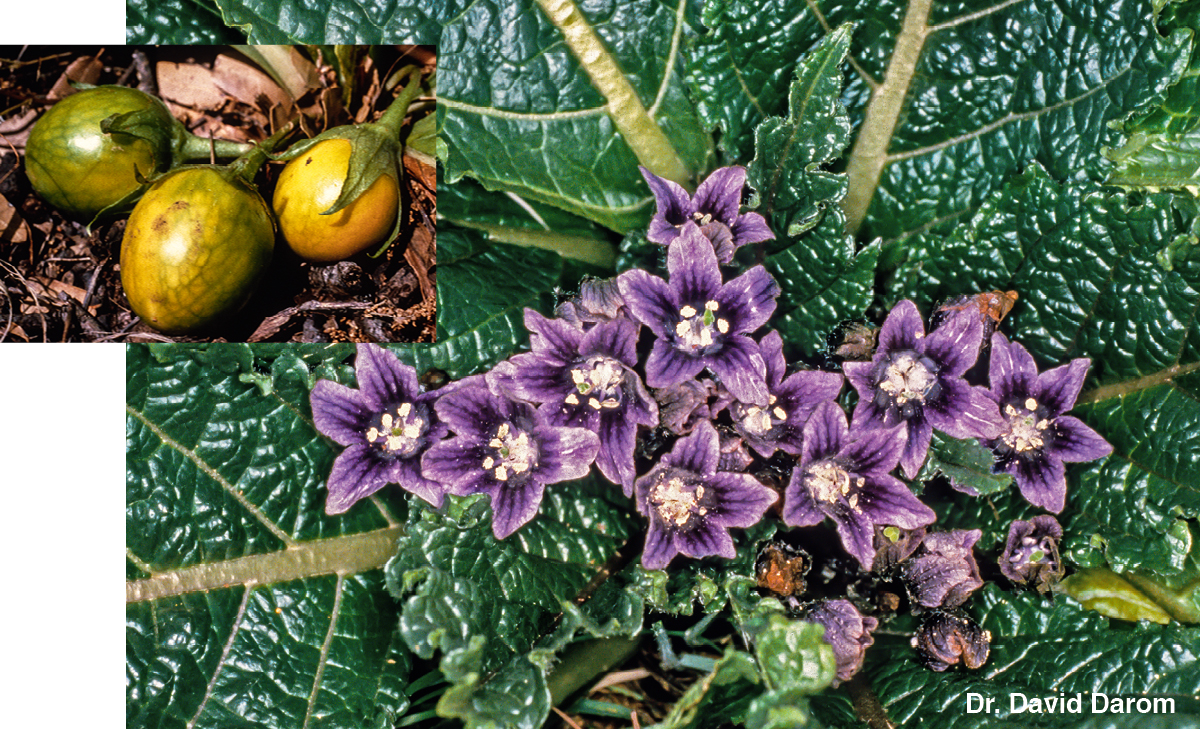 [Bilder på side 544]