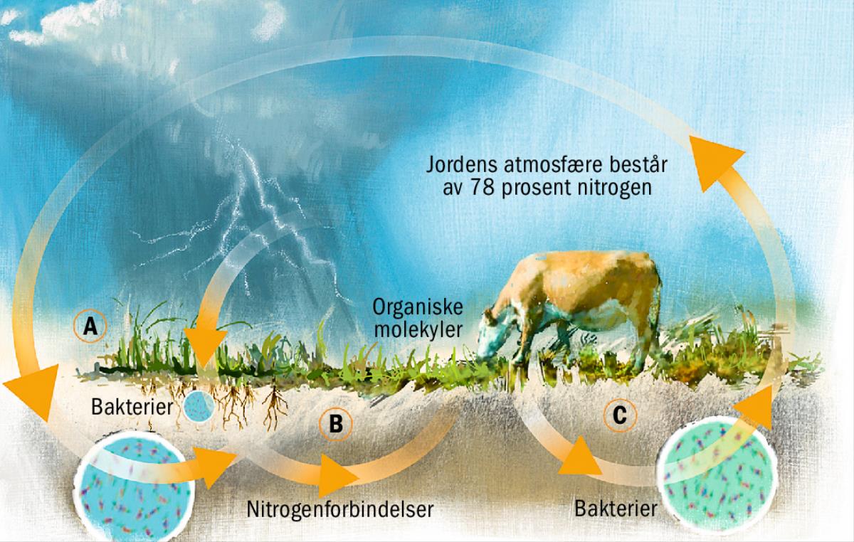 Nitrogenets kretsløp