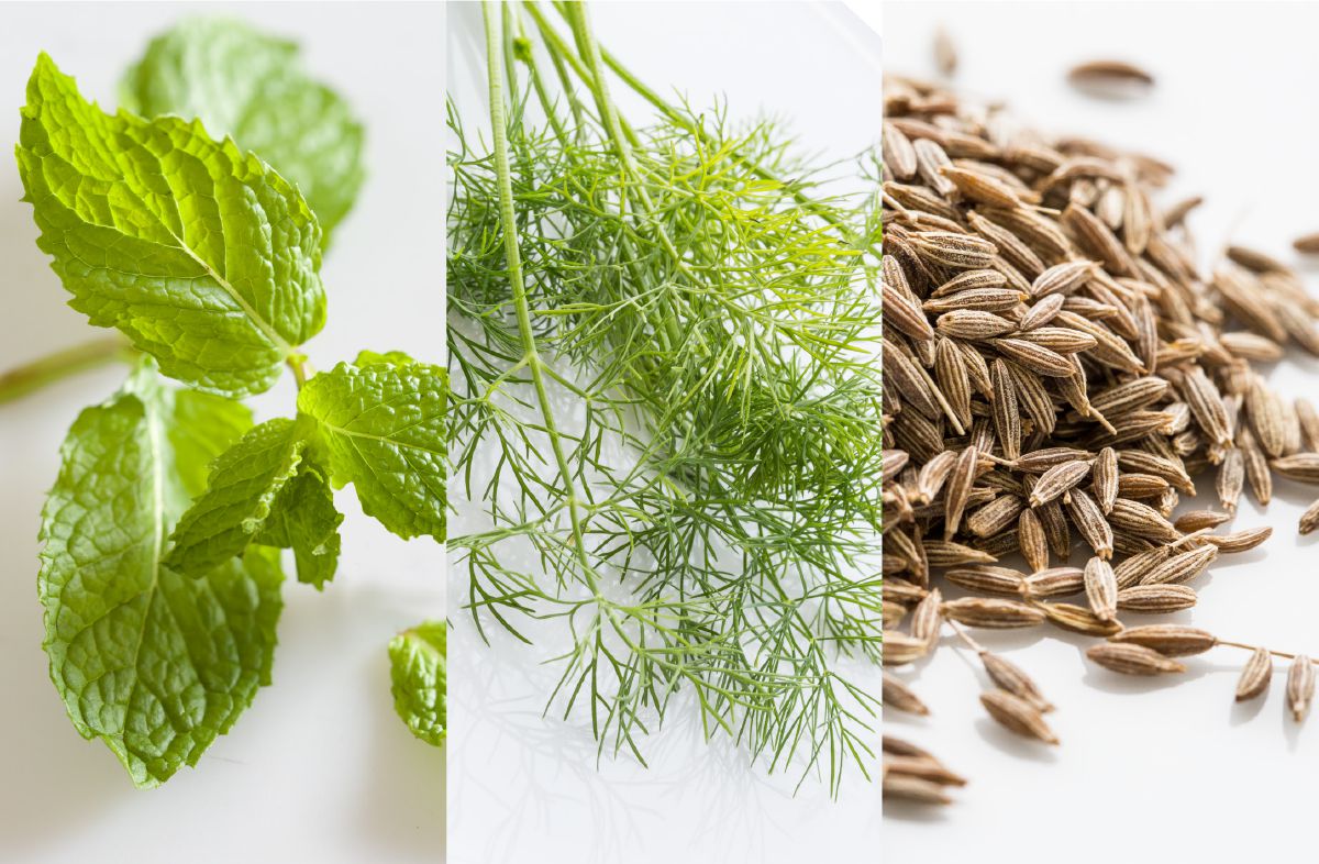 Mynte, dill og spisskarve