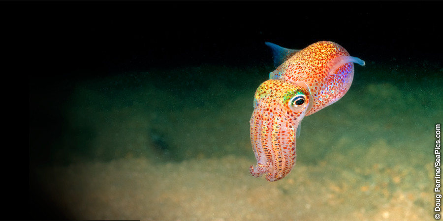Kanyama kam’madzi komwe kamawala pofuna kudziteteza (Hawaiian bobtail squid