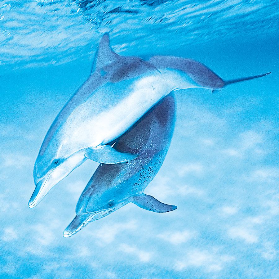 Nsomba zotchedwa dolphin