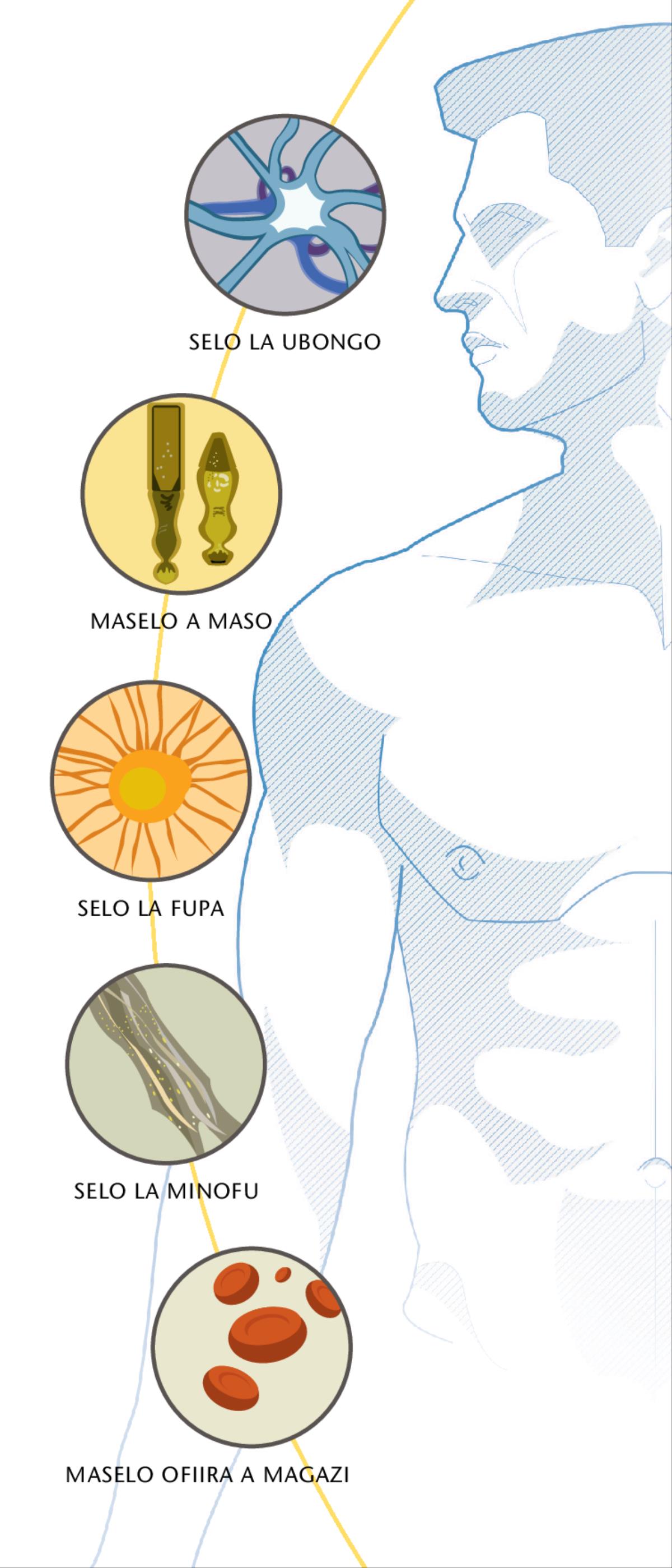 selo la ubongo, maselo a maso, selo la fupa, maselo a minofu, ndi maselo ofiira a magazi