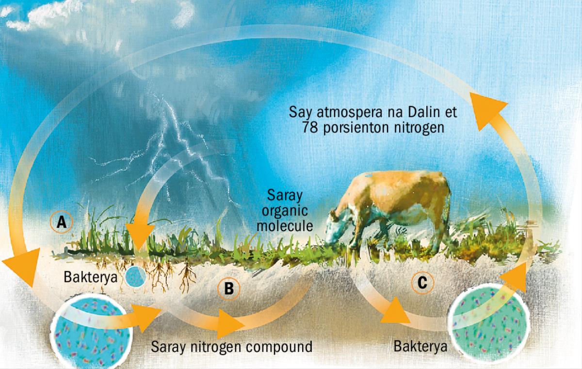 Say nitrogen cycle