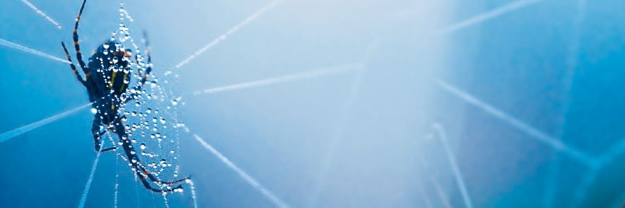 Un araña ta traha hilu di seda