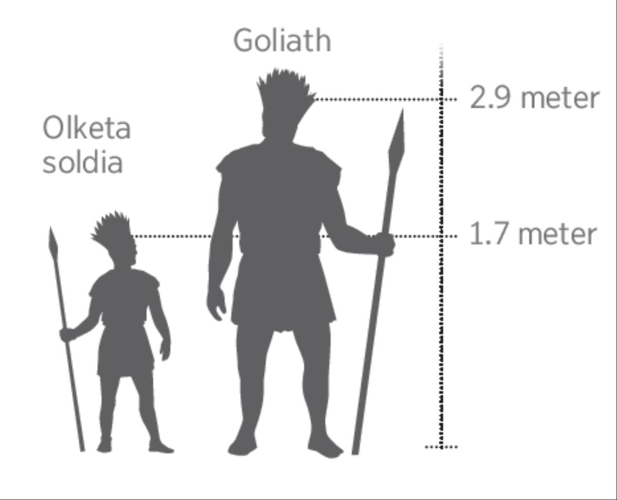 Tol bilong Goliath and bilong wanfala soldia