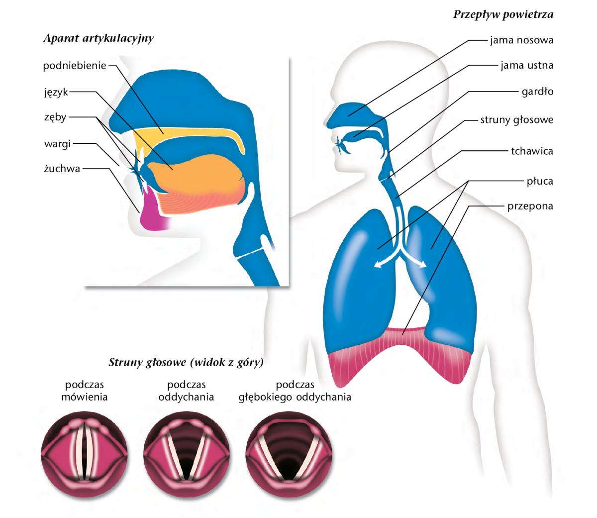 Ilustracje na stronie 183