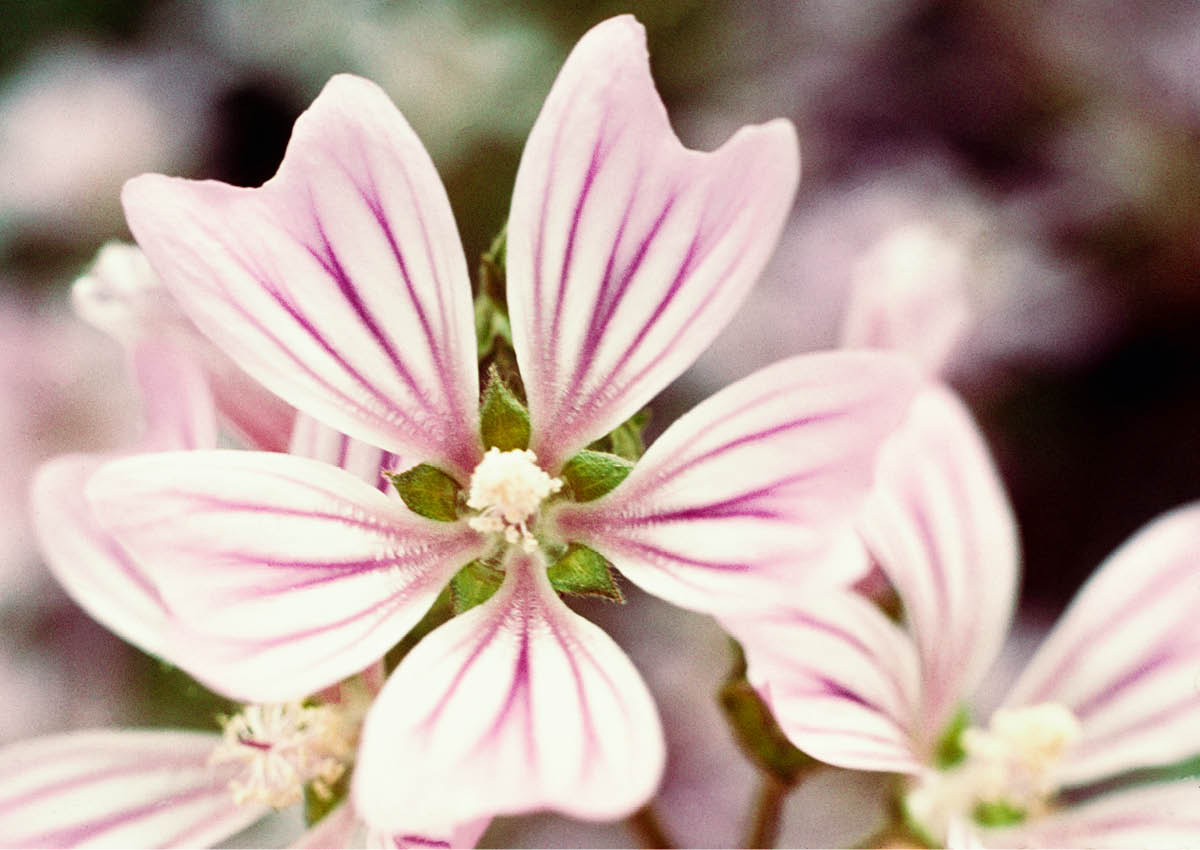 [Ilustracja na stronie 543]