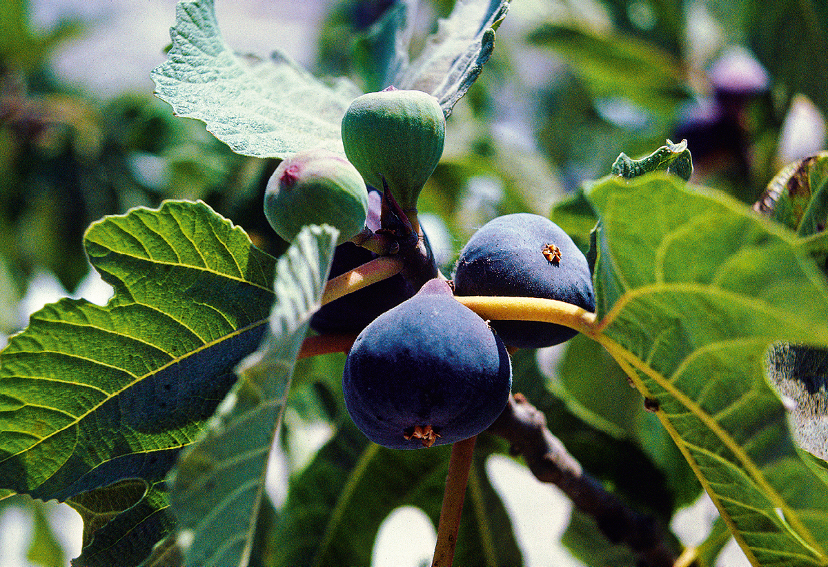 [Ilustracja na stronie 742]