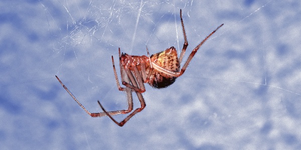 A aranha Parasteatoda tepidariorum tecendo uma teia