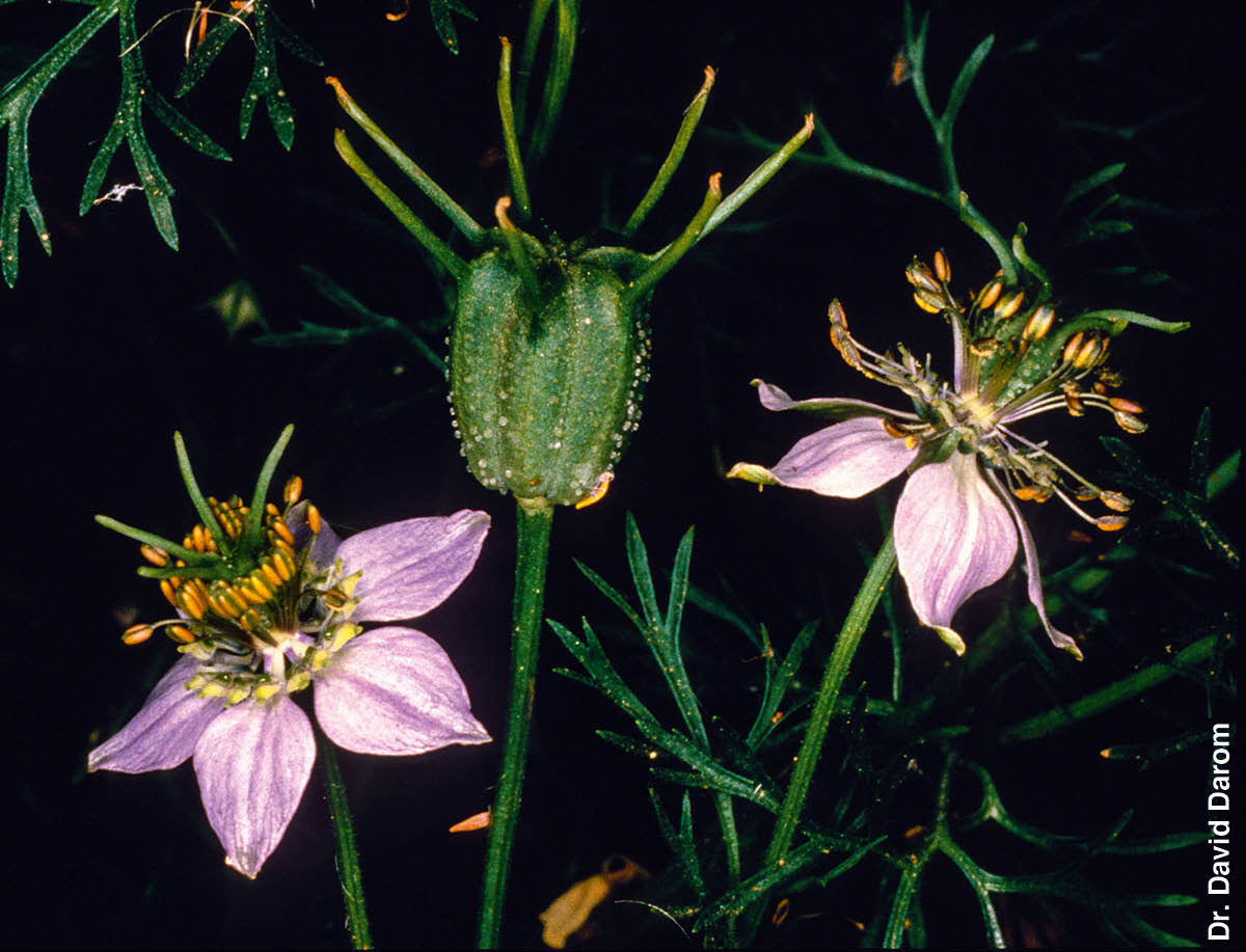 [Imagem na página 543]