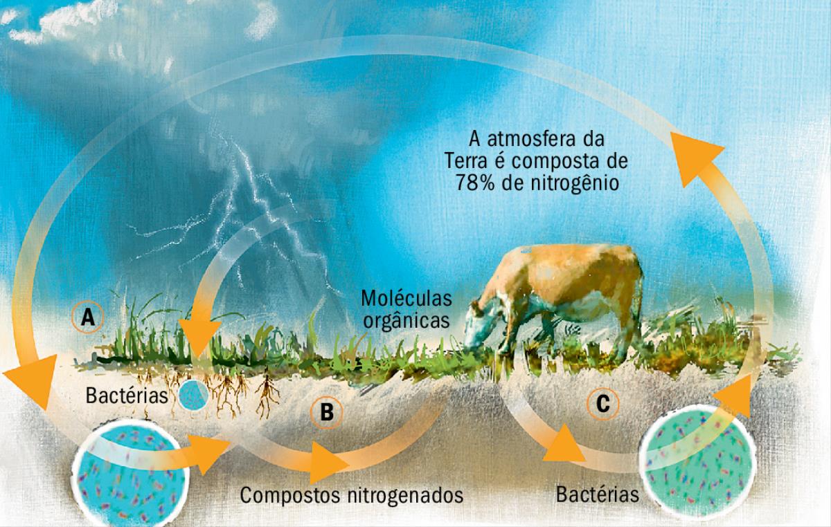 O ciclo do nitrogênio
