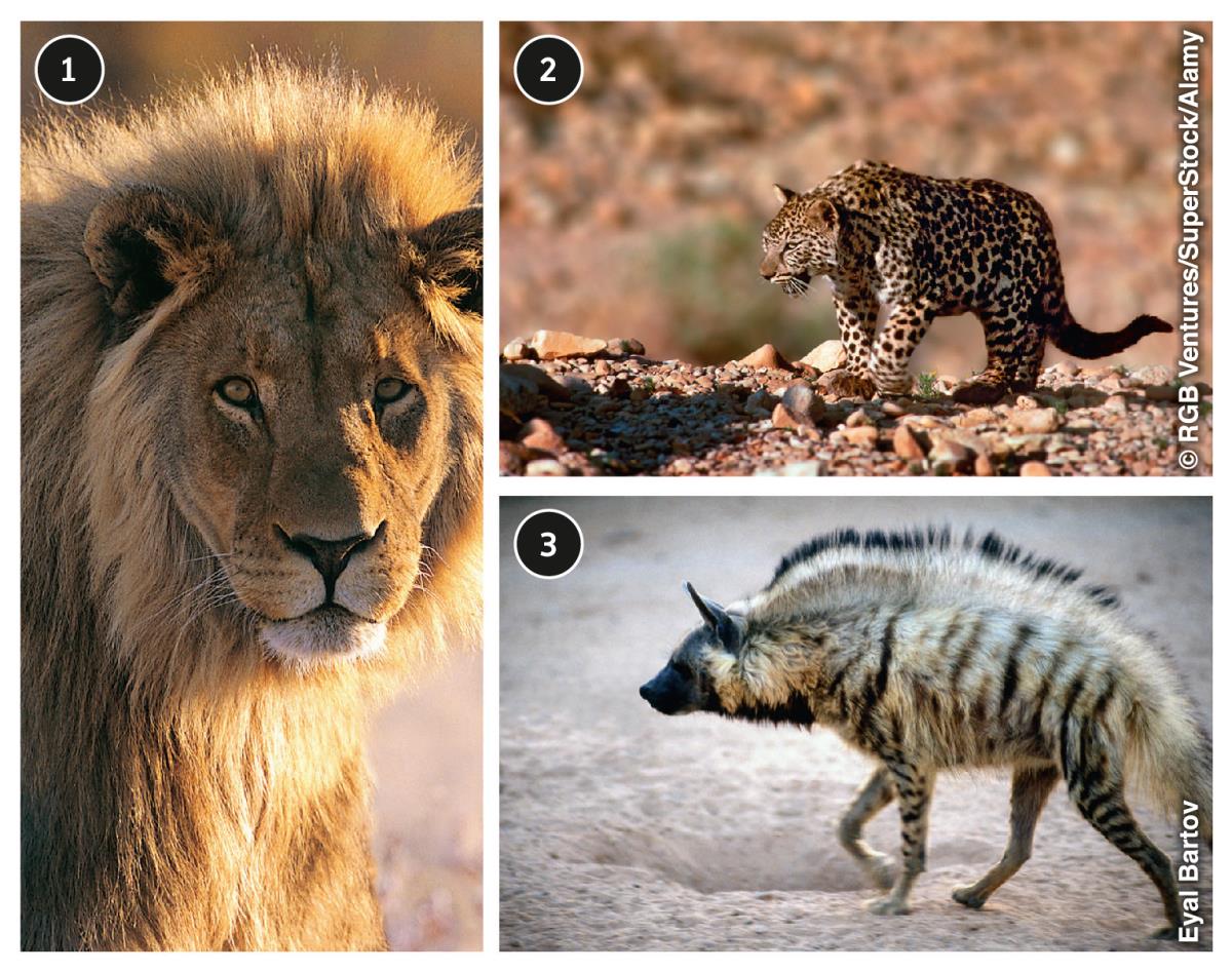 Animais selvagens do deserto