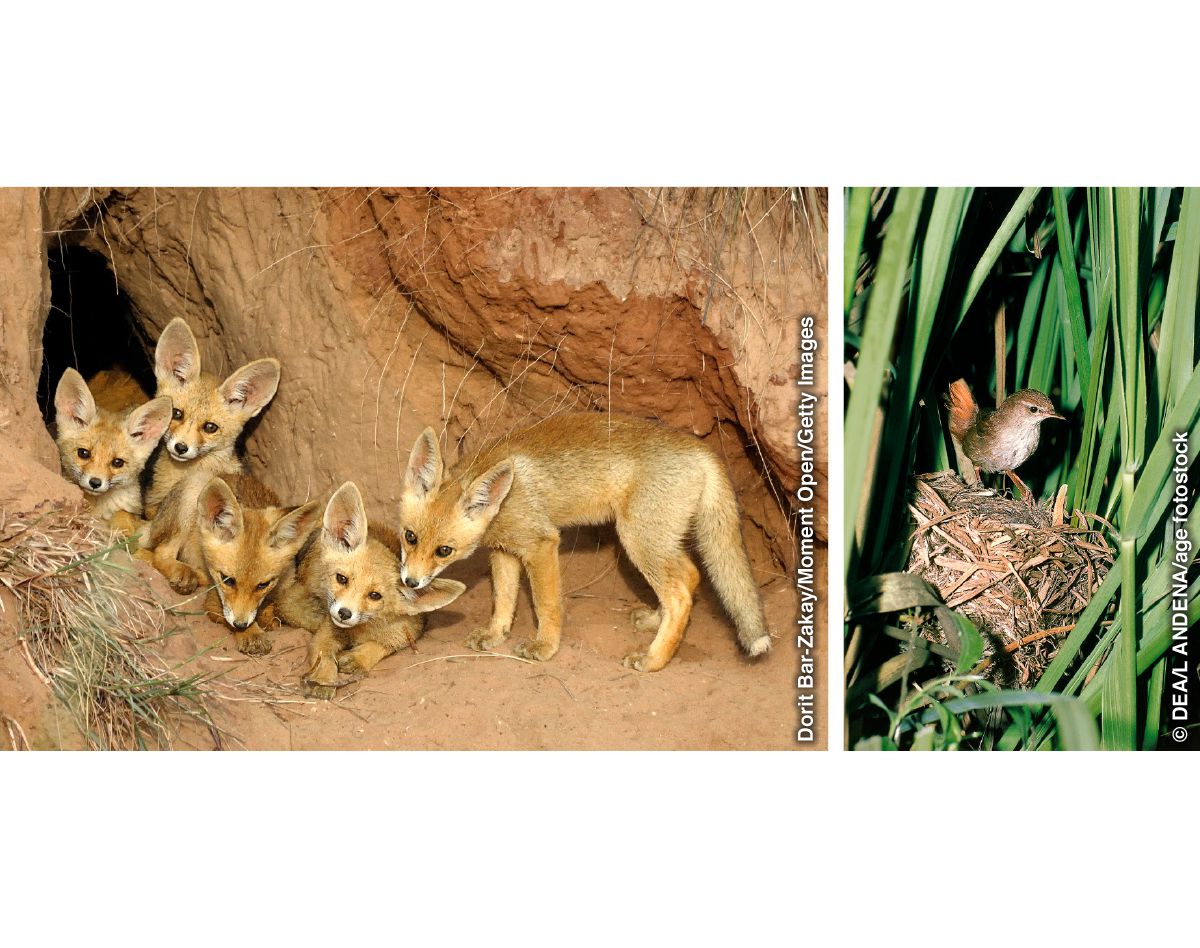 Tocas de raposas e ninhos de aves