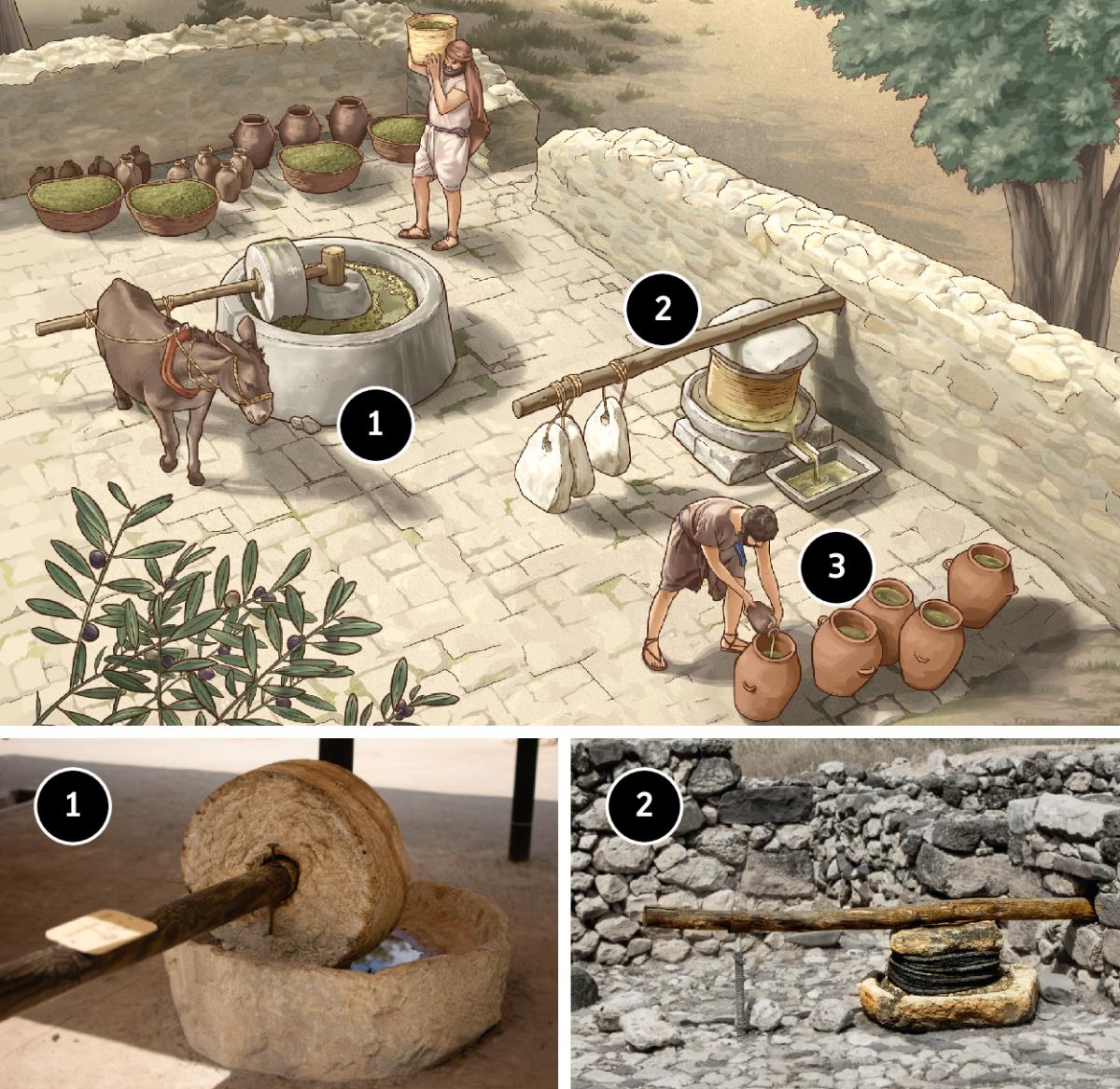 Da azeitona ao azeite