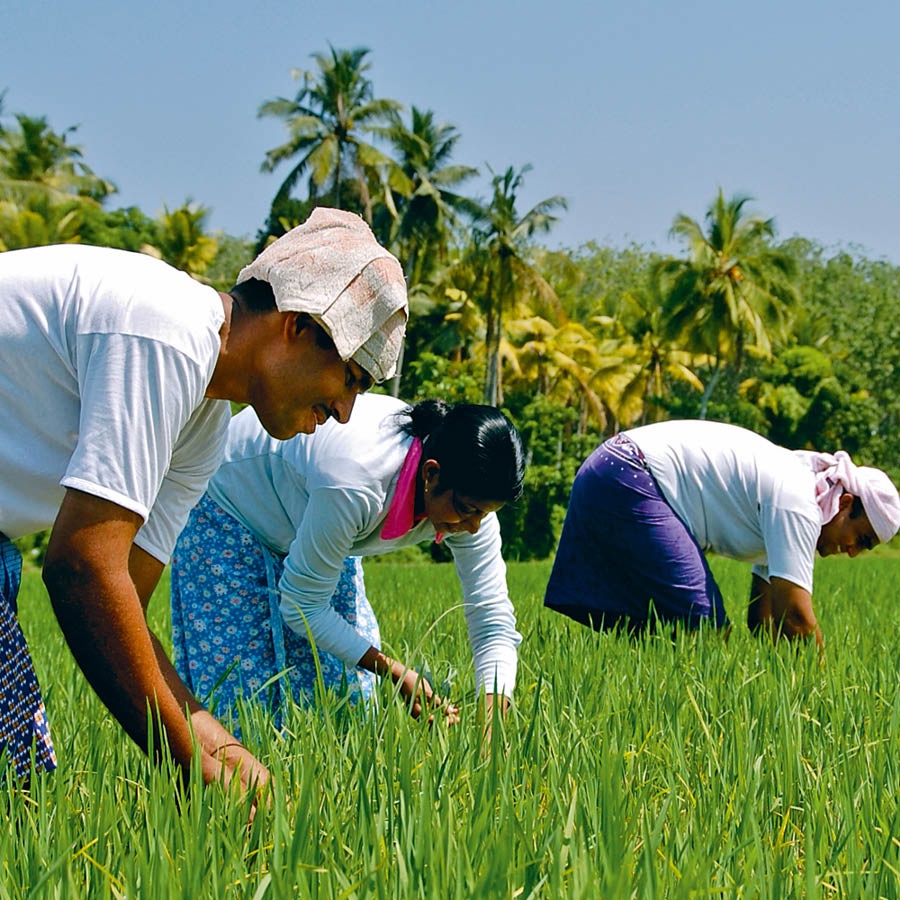 Pessoas trabalham em um campo