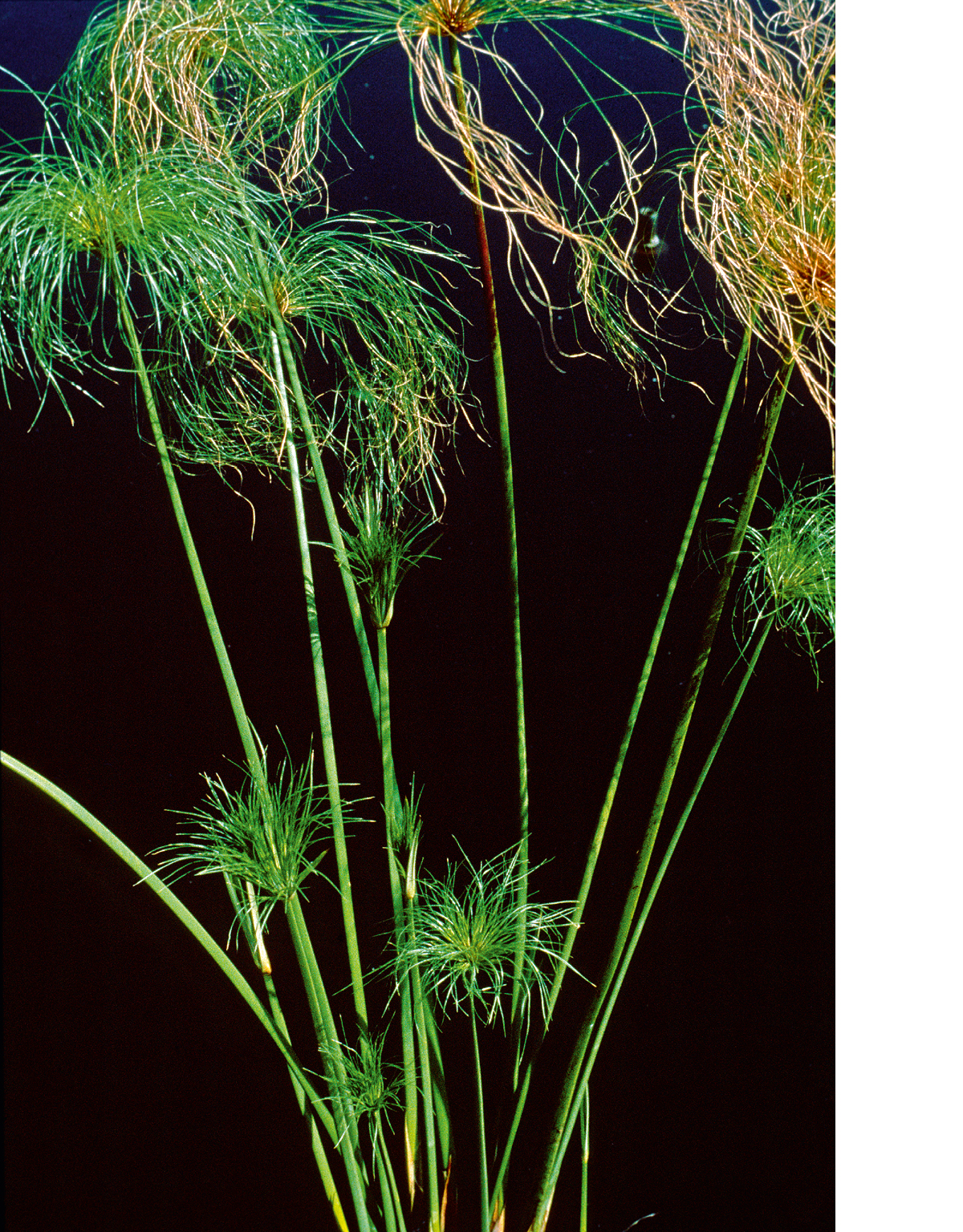 [Ilustrația de la pagina 1069]