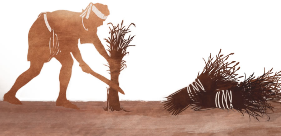 Unul dintre secerători strânge şi leagă neghina în snopi