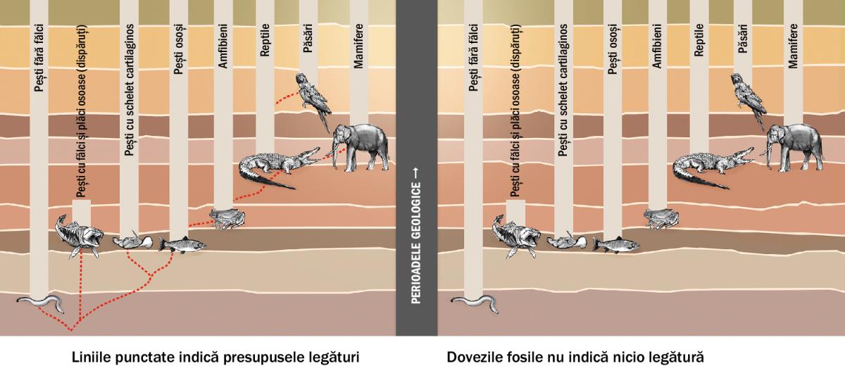 Grafic pe care sunt indicate presupusele legături dintre diverse specii de animale
