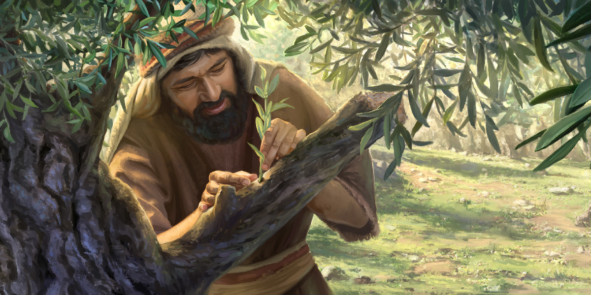 Altoirea unei ramuri de măslin sălbatic într-un măslin de grădină