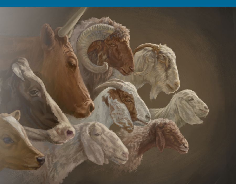 Animale care se jertfeau la templul din viziune