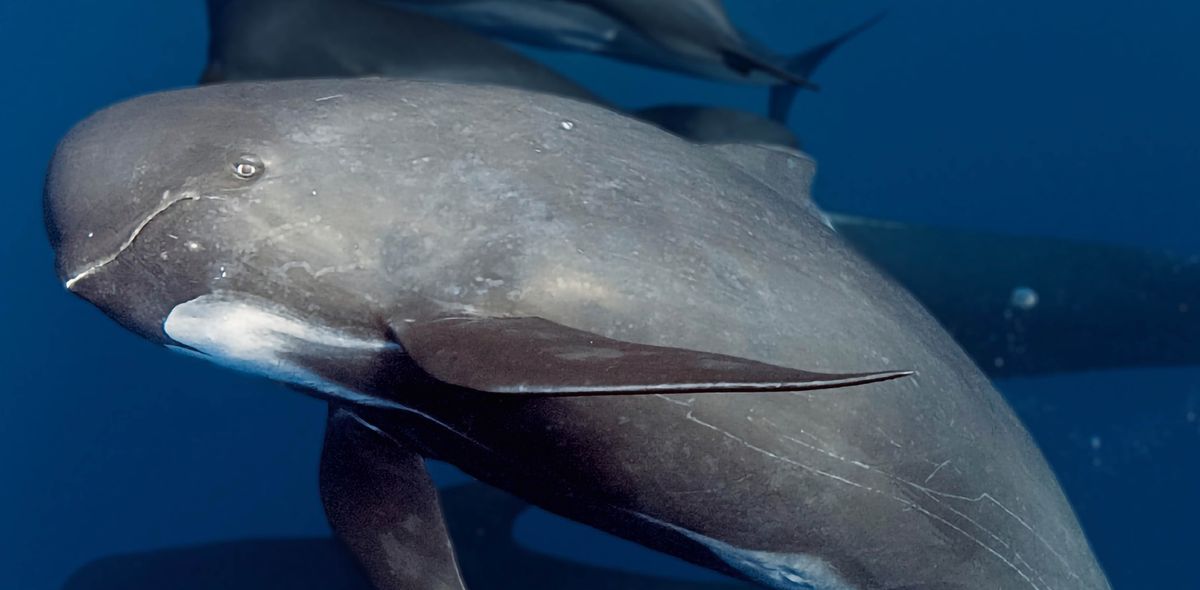 Гринды в океане.